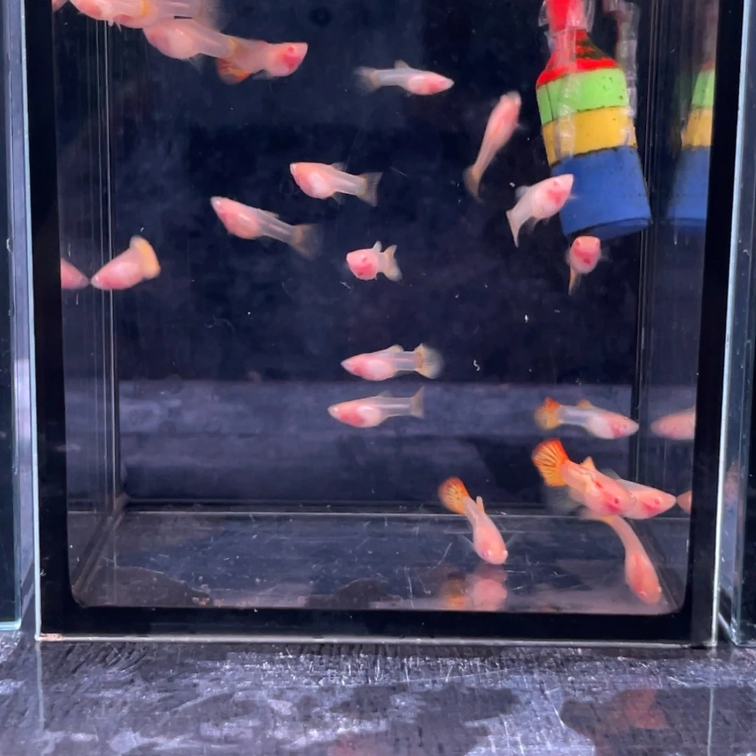 孔雀鱼火凤凰玻璃体苗子10条