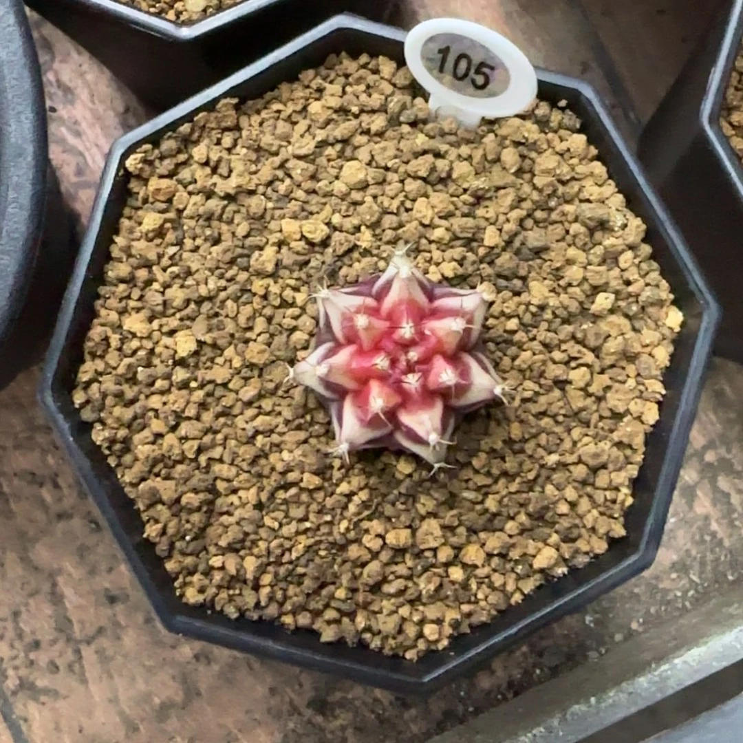 105号泰系名品侧芽被爱