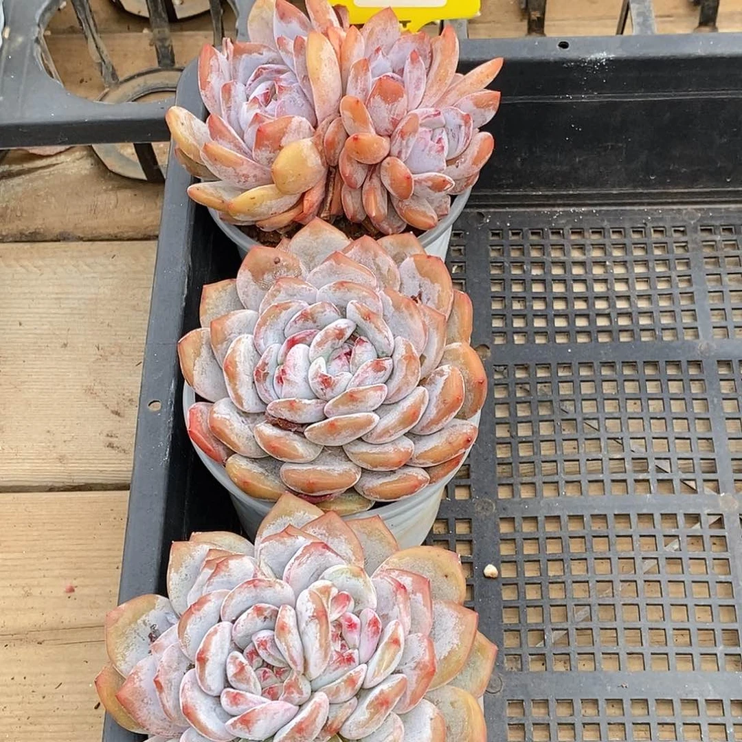 血***疤金汇园艺，1105029梦露3颗