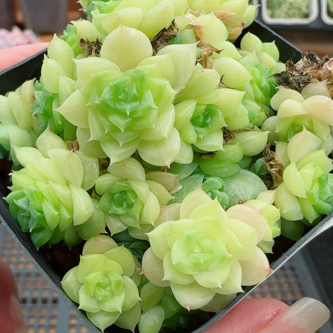 花语逸镜0923-183散