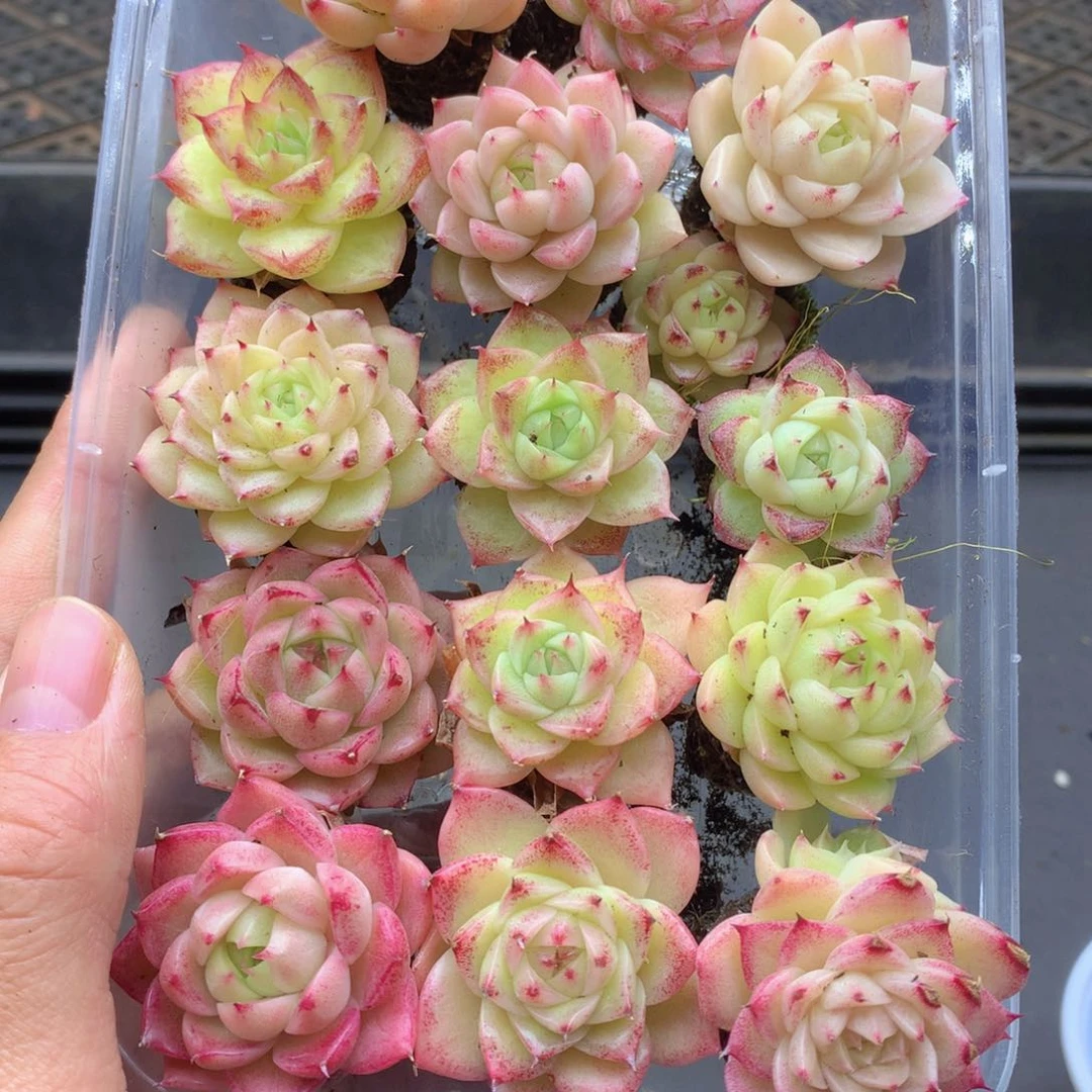 反反复复还是很开心的024