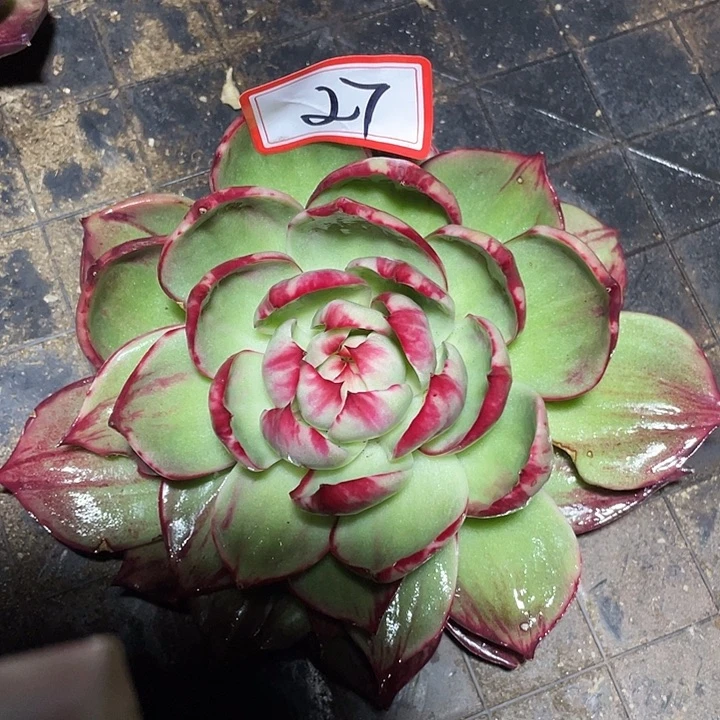 27///////////////////