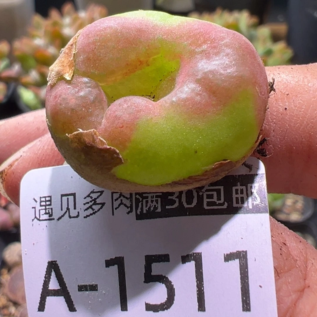 多肉植物111111111111111