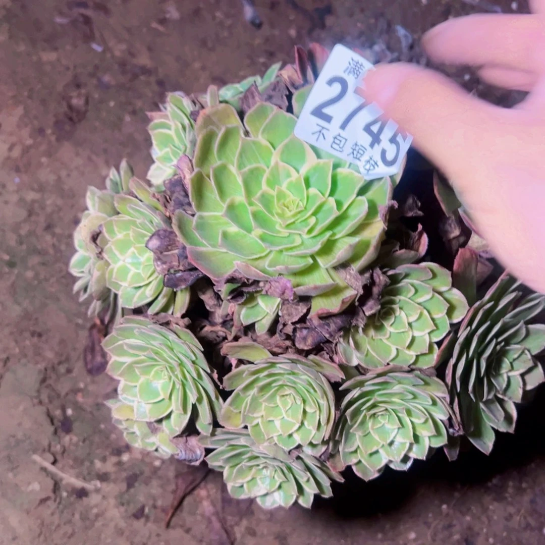 莲花座多肉植物2745