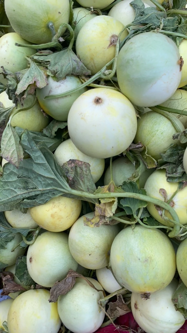 云南正宗郁金香甜瓜香瓜当季新鲜水果