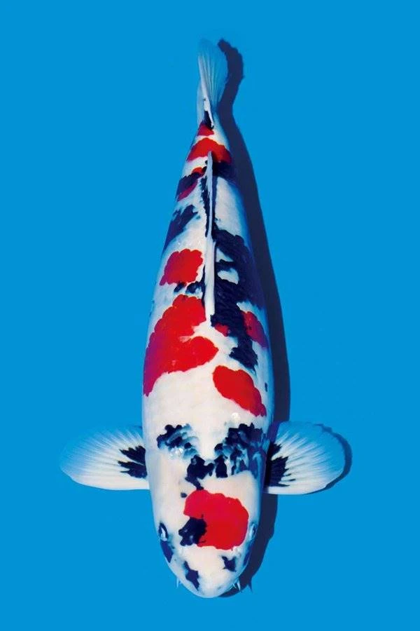 精品锦鲤 桃太郎渔场直选 需从日本发货发货时间久 一盆十条 包邮