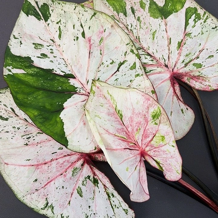 26-1205PJT广东现货