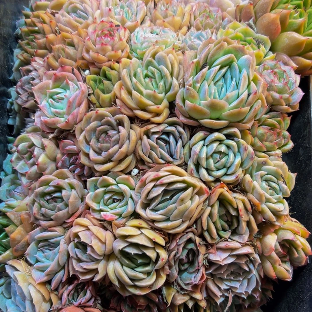 160多肉葡萄的价格是多少啊我说