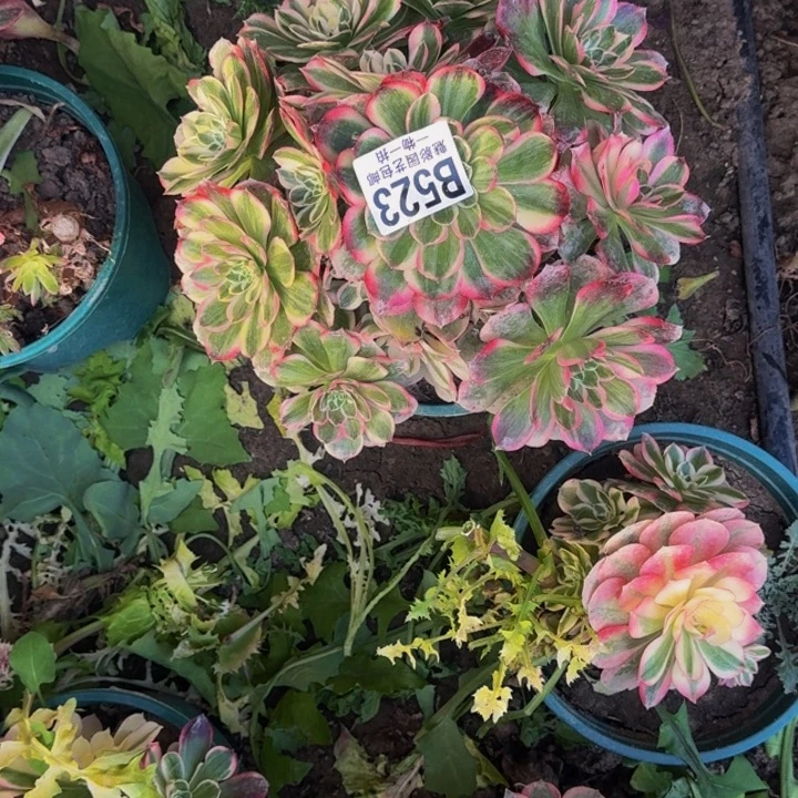 玉芙蓉花30-37包邮花花