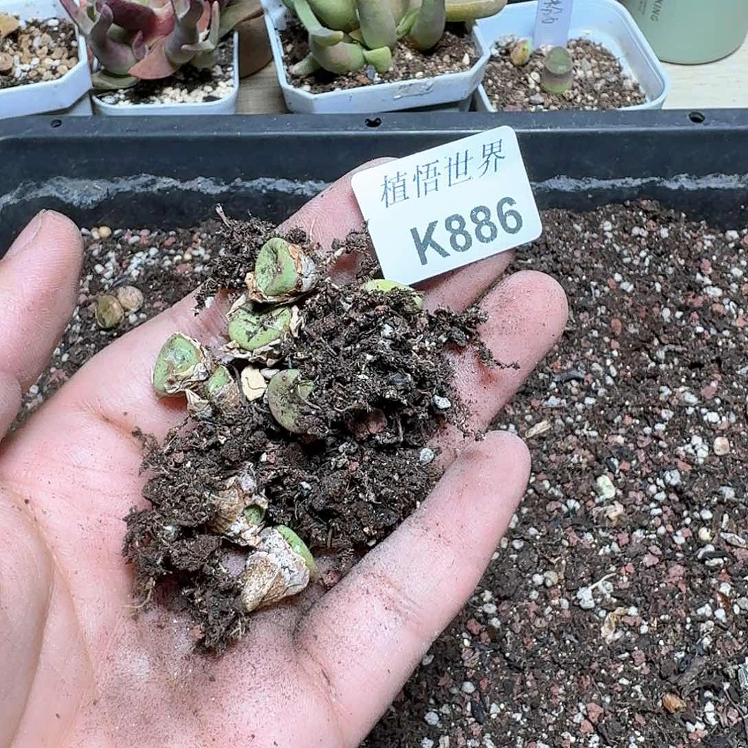 886号多肉植物哇cv