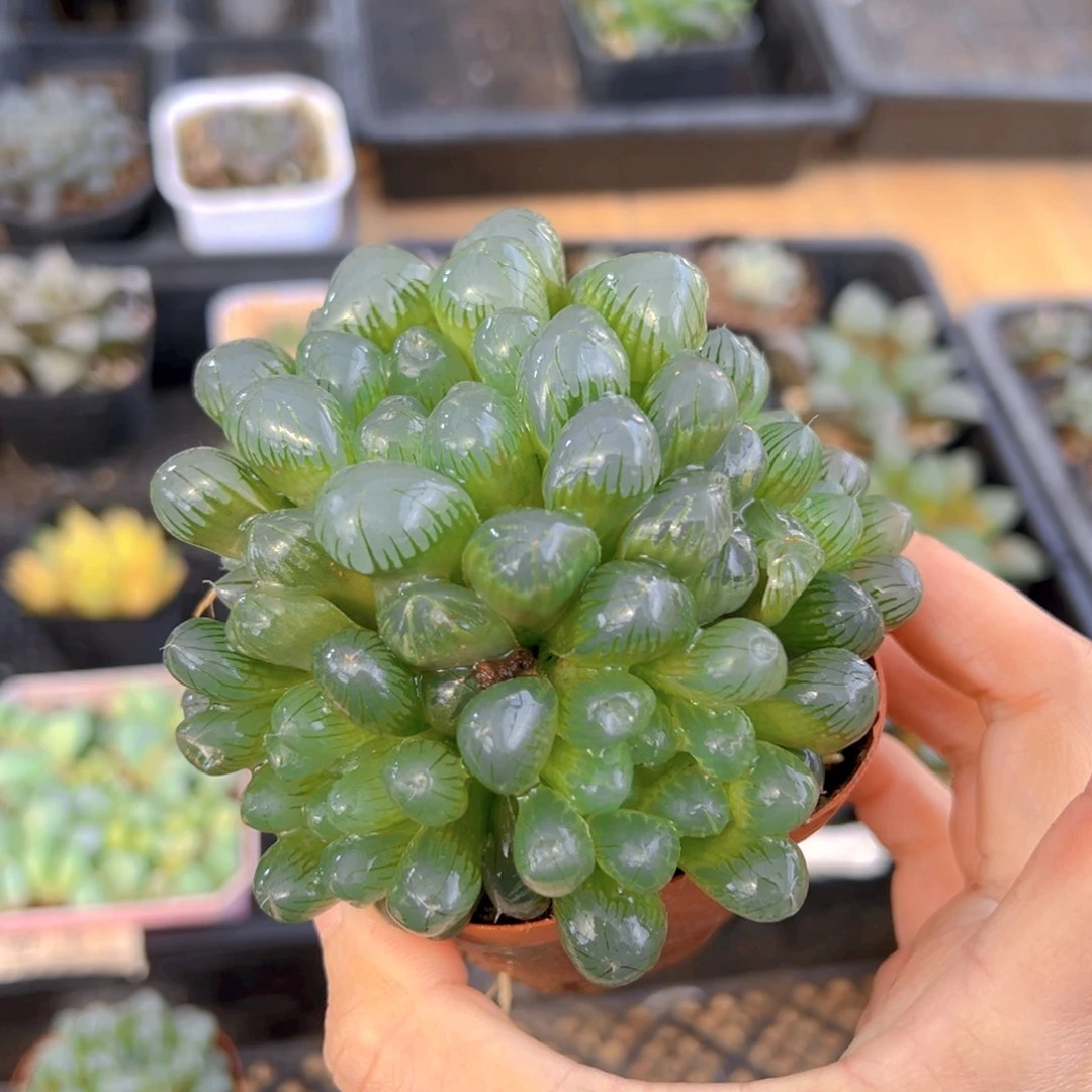 冰灯群多肉多肉多肉1