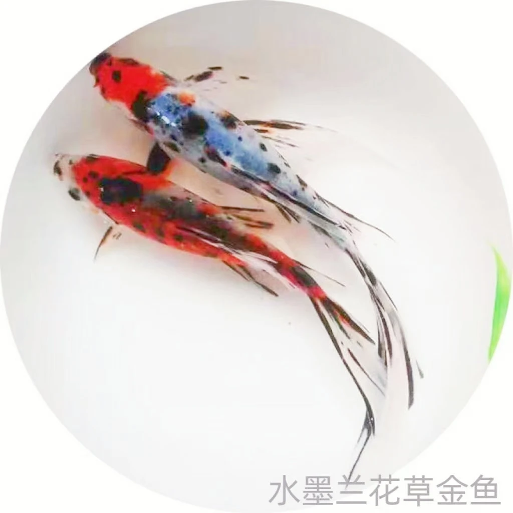 五花草金观赏鱼好养耐活好看水墨兰花小金鱼冷水可养花锦鲫耐寒鱼