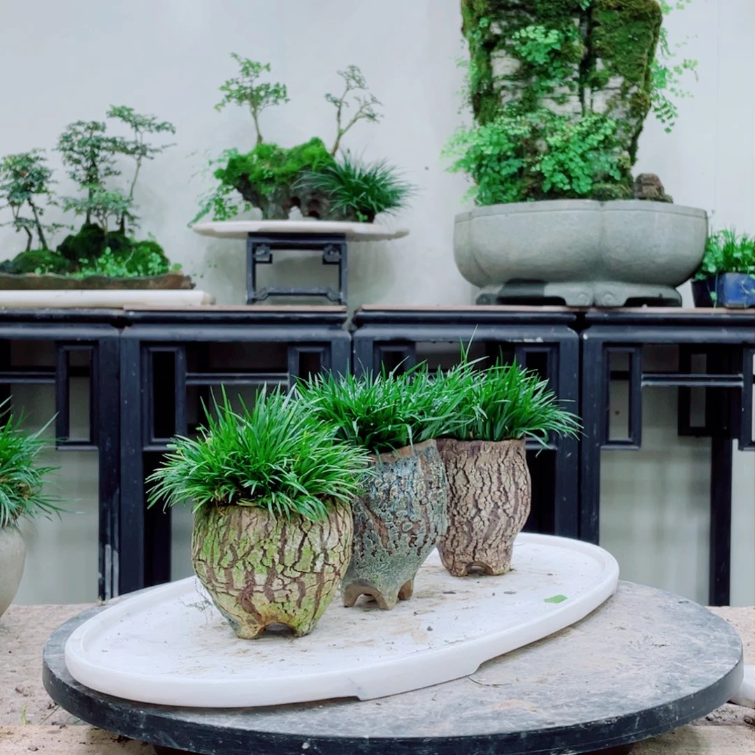 无铅玻璃珊*铁线蕨的一个分支叫做金黄色