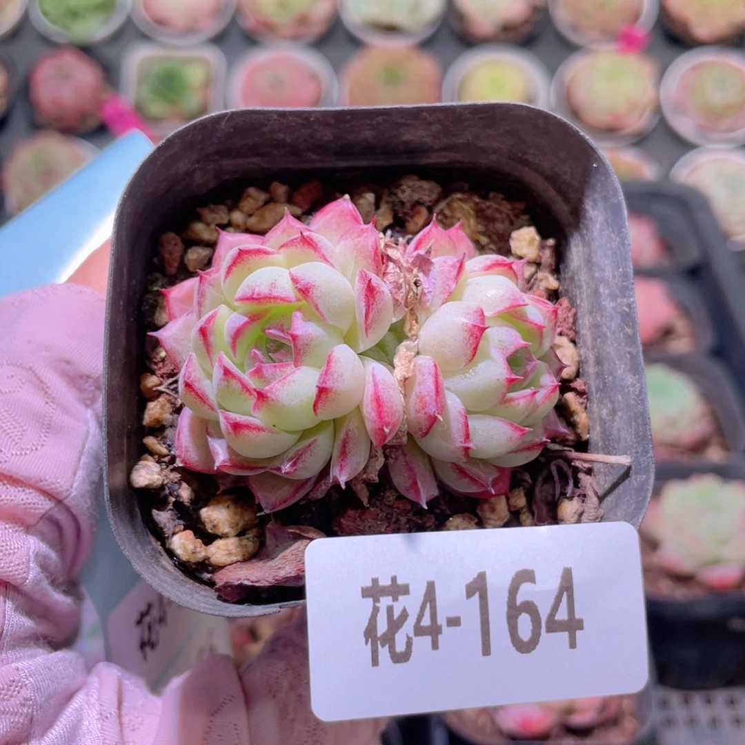 花利美4-164女王玫瑰