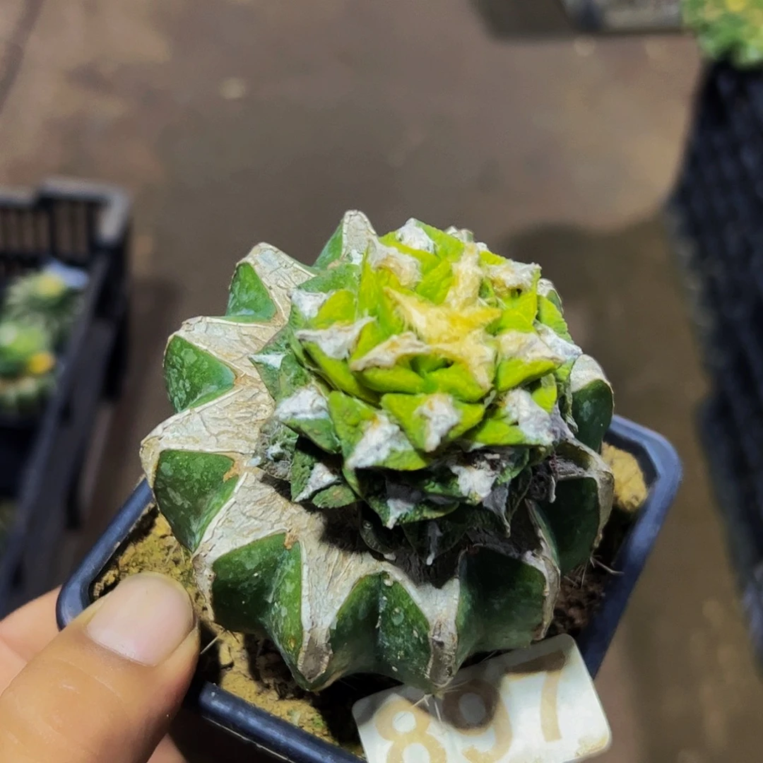 无花朵福利黑牡丹锦897