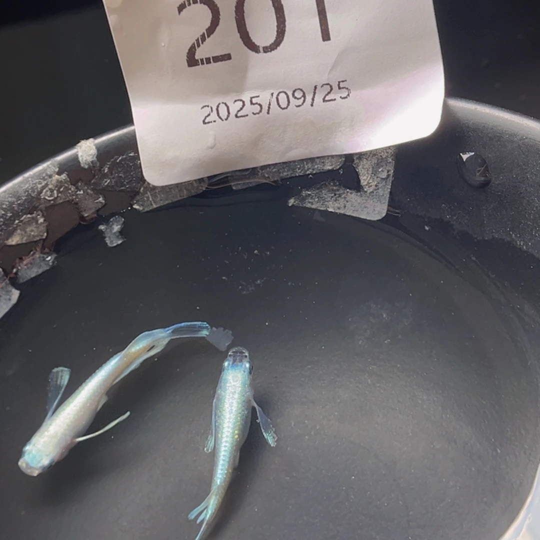青鳉201天使之翼一对
