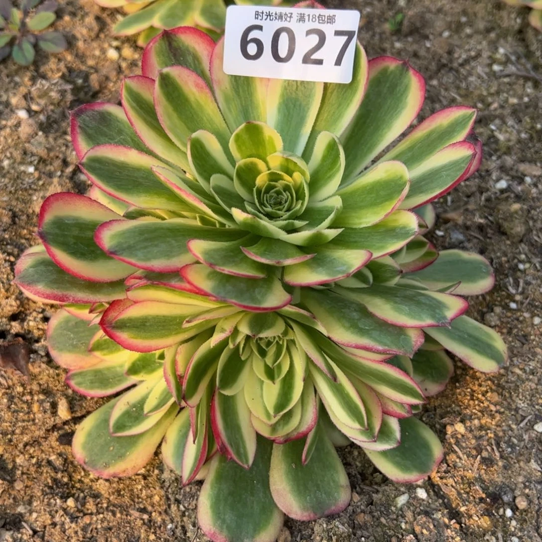 6027玉姿多肉植物
