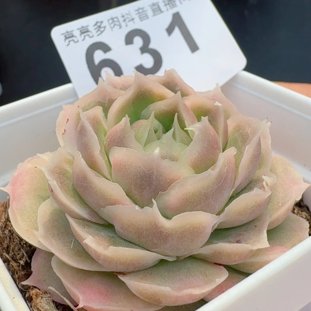 水晶虾饺         精品多肉