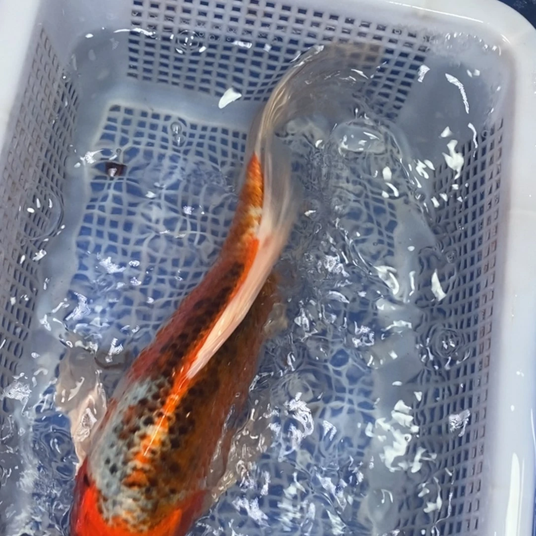 锦鲤冷水锦鲤包邮