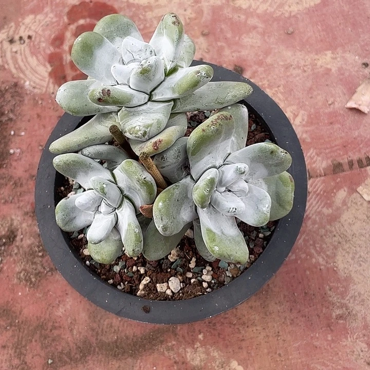 小鹿多肉一物一拍