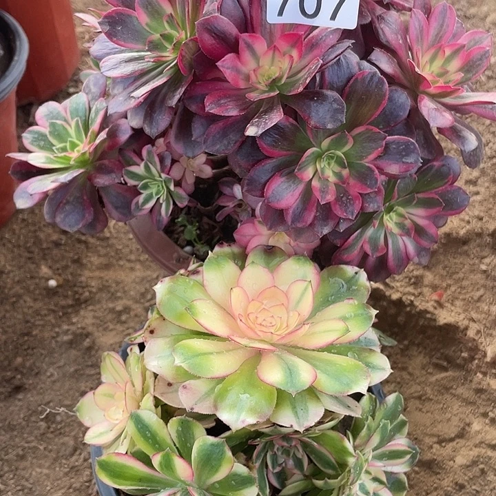 707组合无售后多肉植物