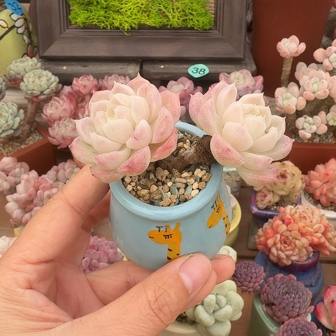 女王 多肉含盆土 一物一拍