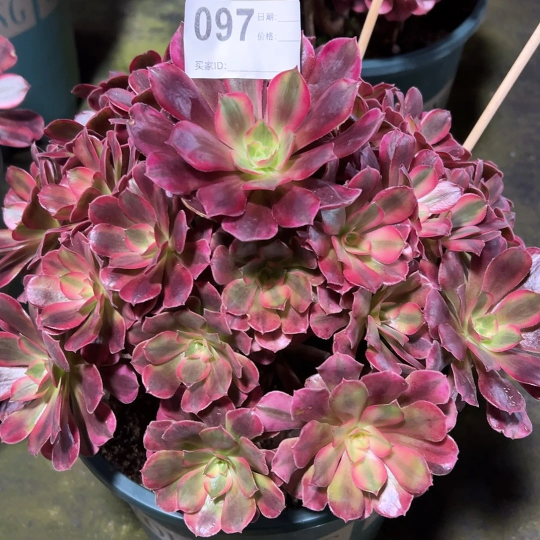 097美杜莎多肉法师