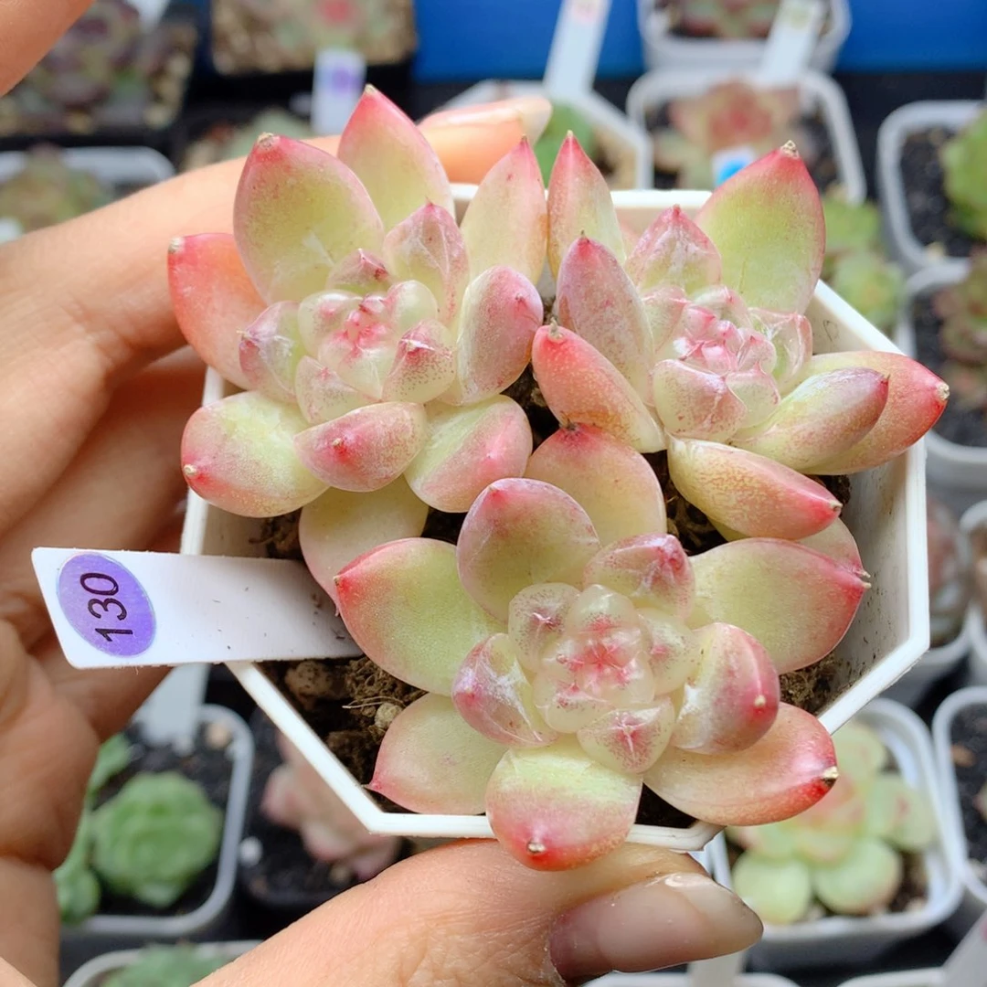 58包邮  群生不包整130
