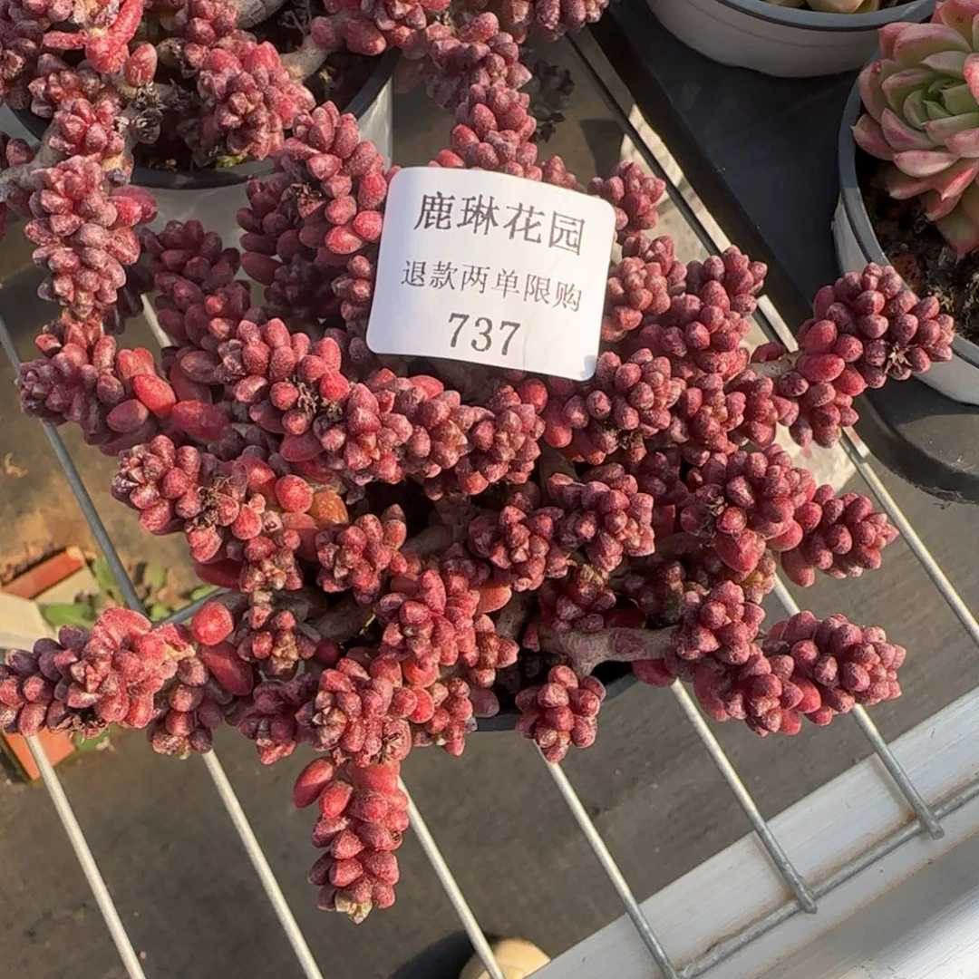 闪购精品多肉737号