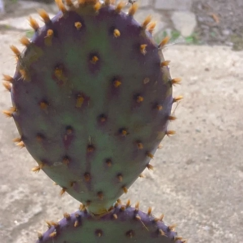 依***故仙人掌圣丽塔现切一片
