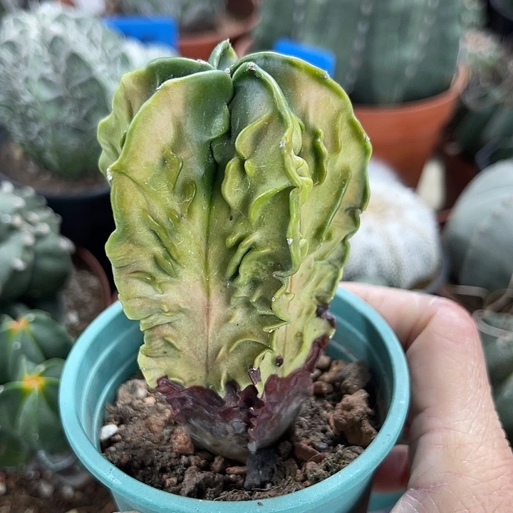 仙人球开花仙人球上