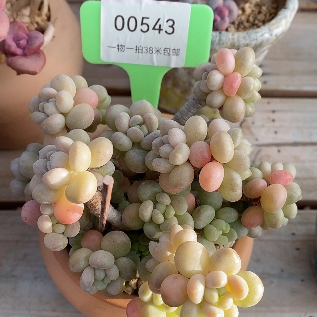 00543本利润哦我哦哦哦