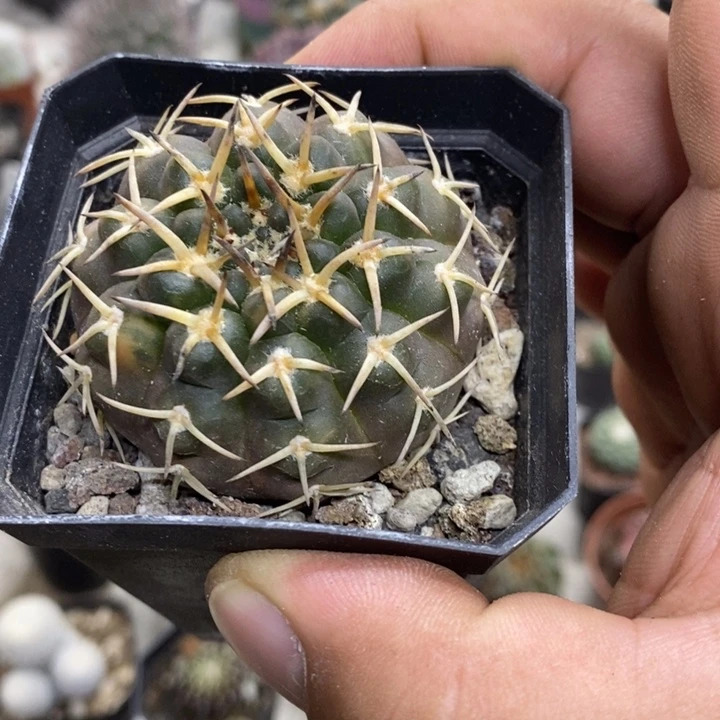 守殿玉带锦特价福利