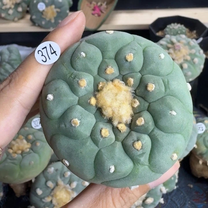 福利实生374园艺观赏植物