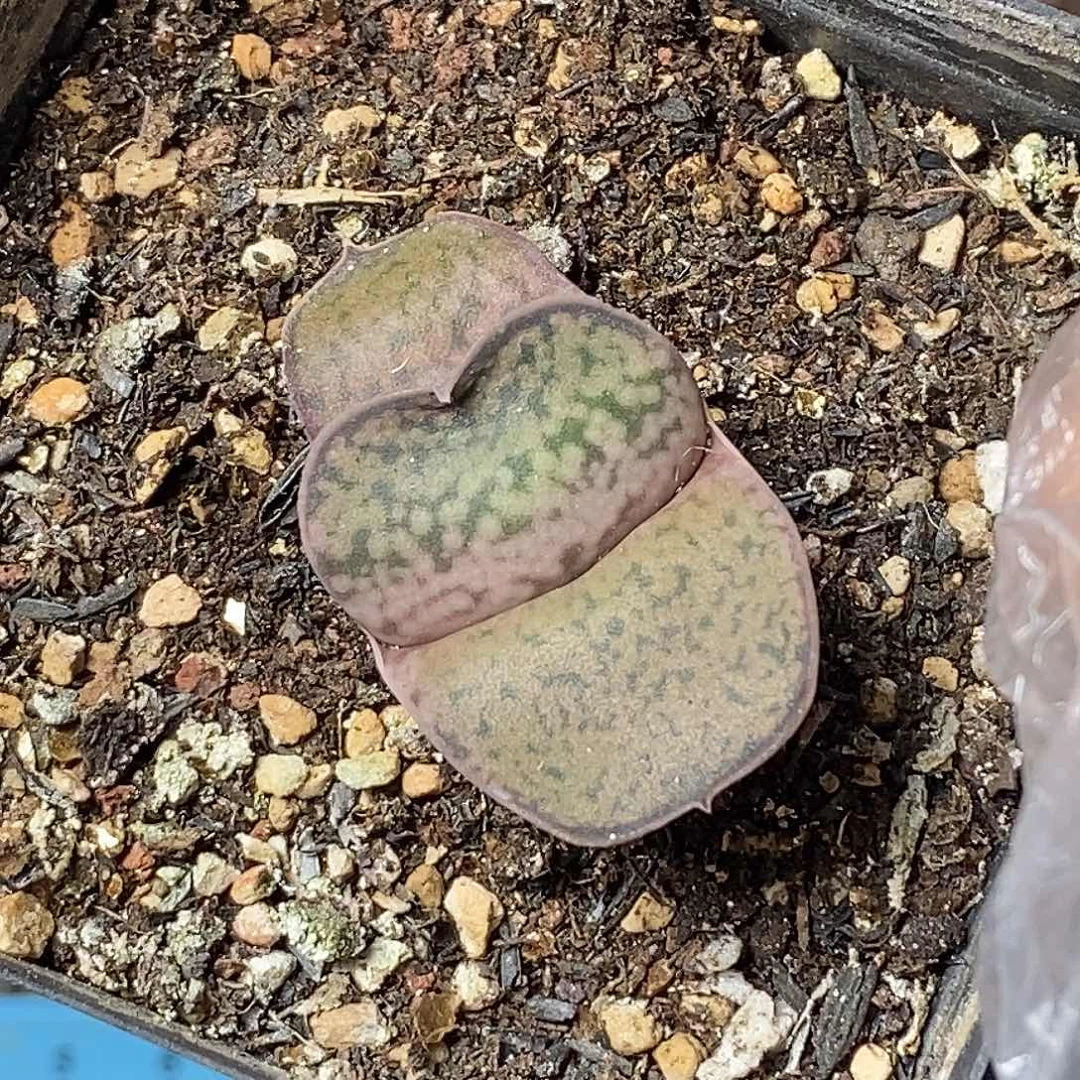 不带盆脱土裸根发货