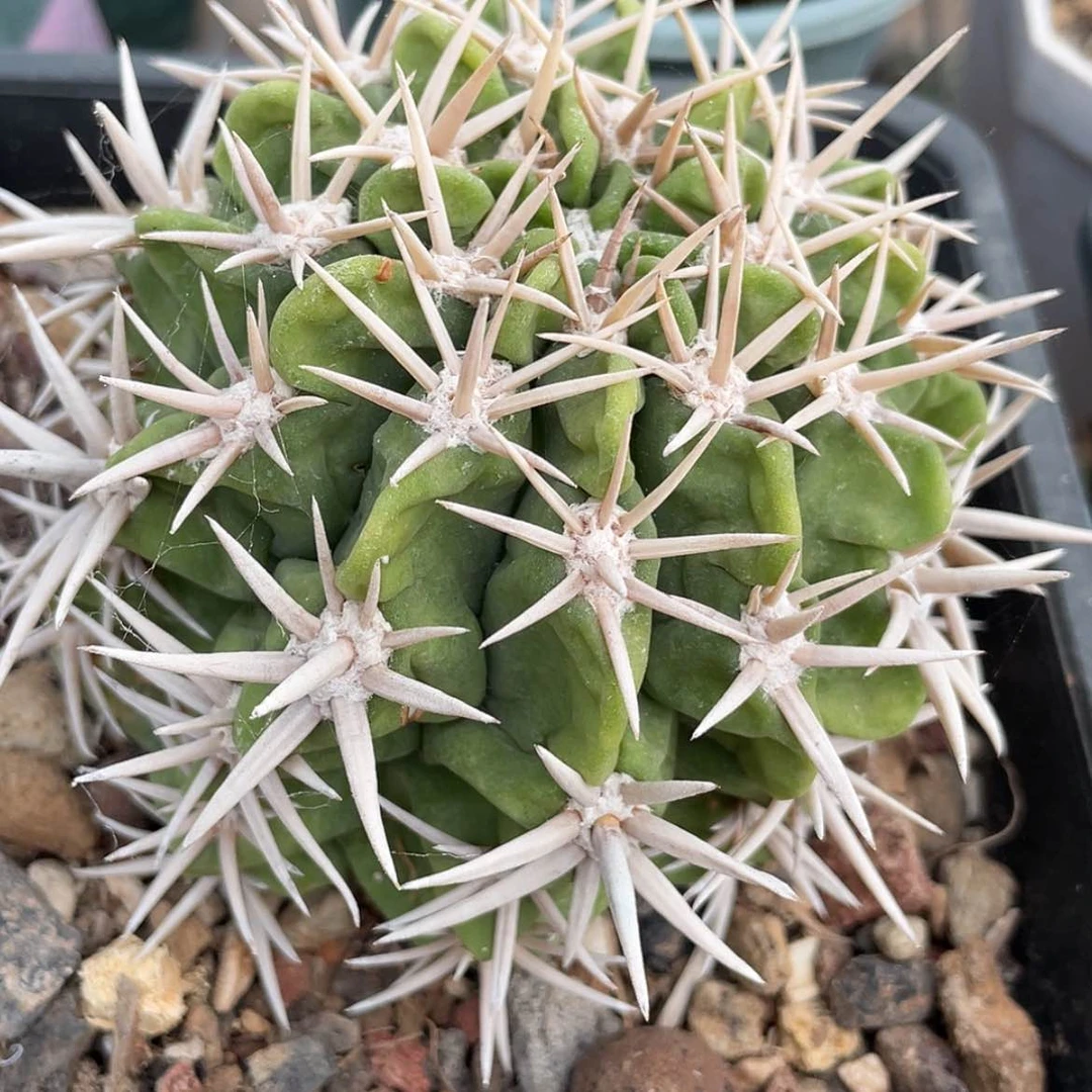 【闪购商品】碧岩玉有根6666