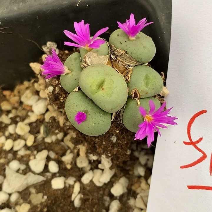 5105大群紫花饼。