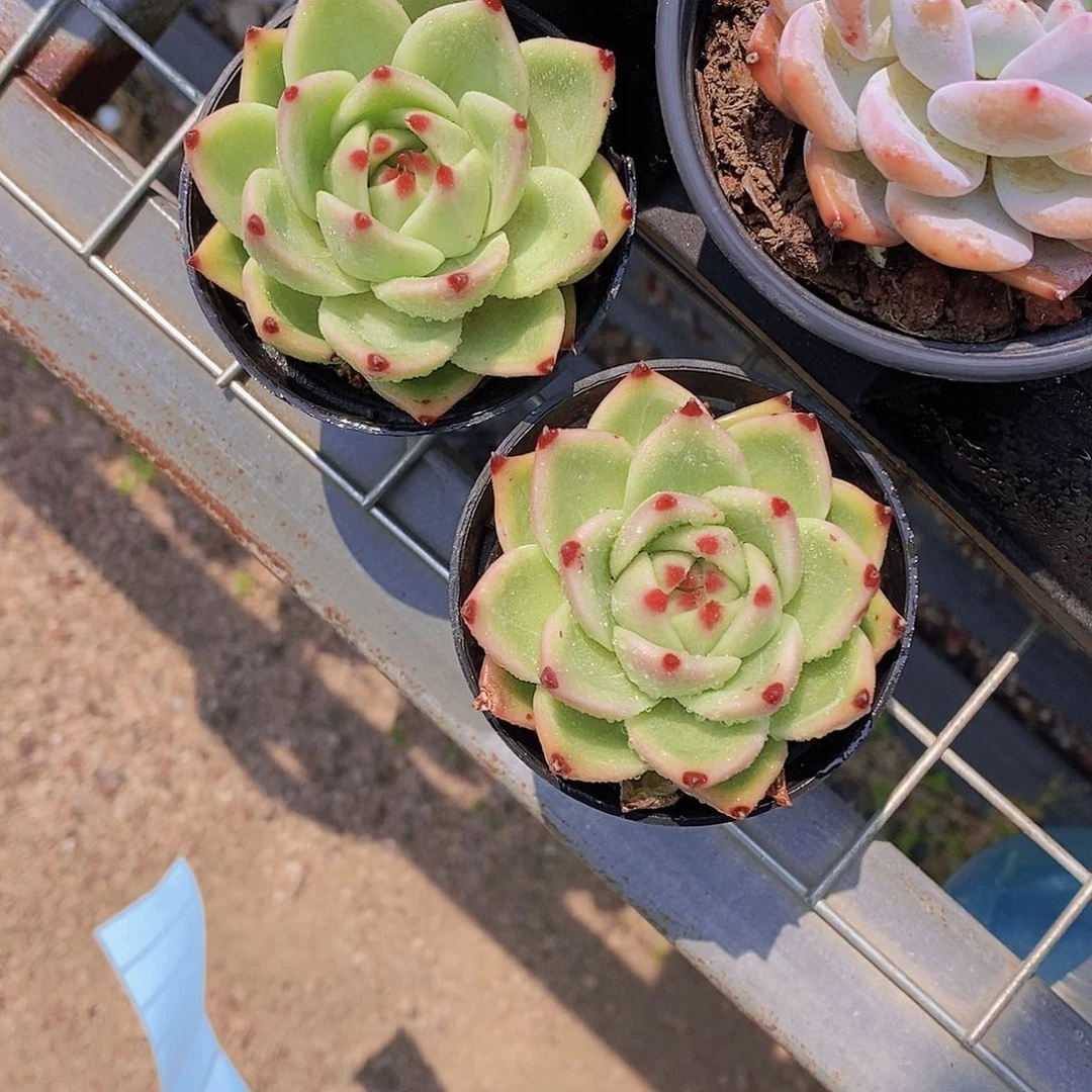 W- 蓝龙单头一颗 量拍