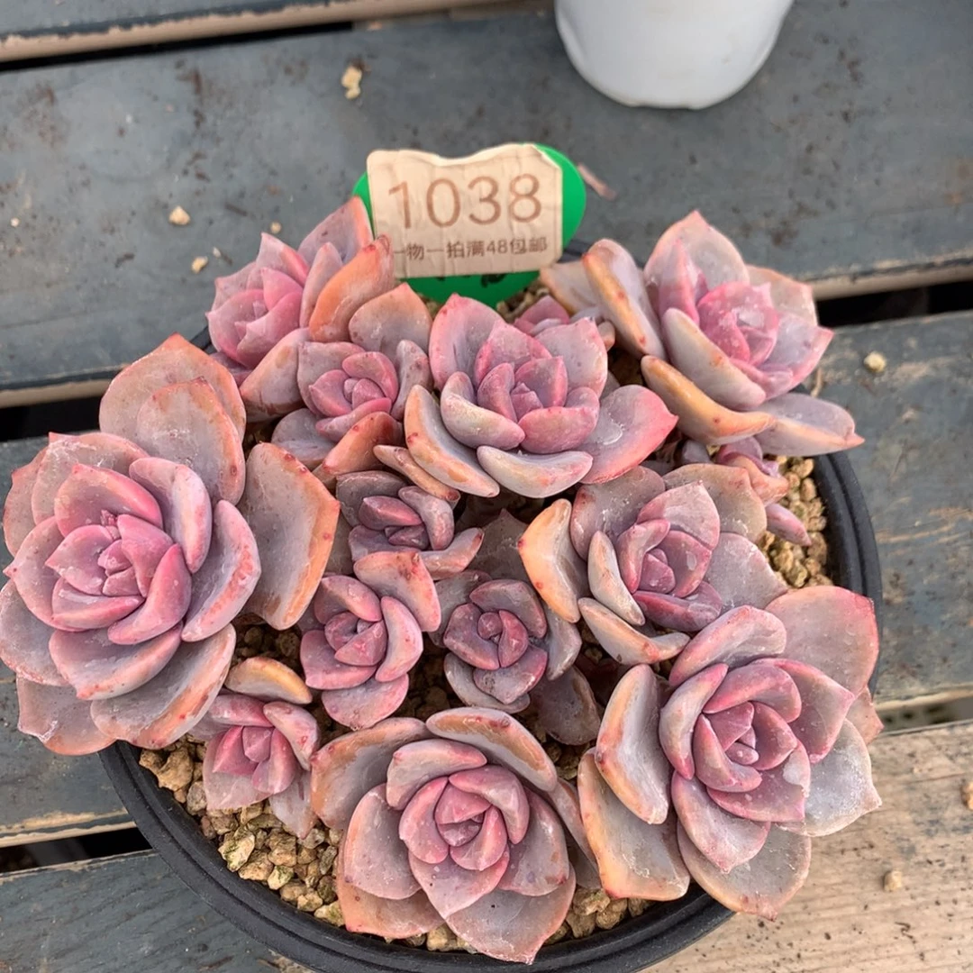 彩虹糖老桩无砍平头1038