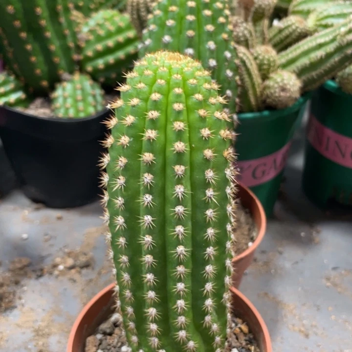 自根毛花住超级杏一杯