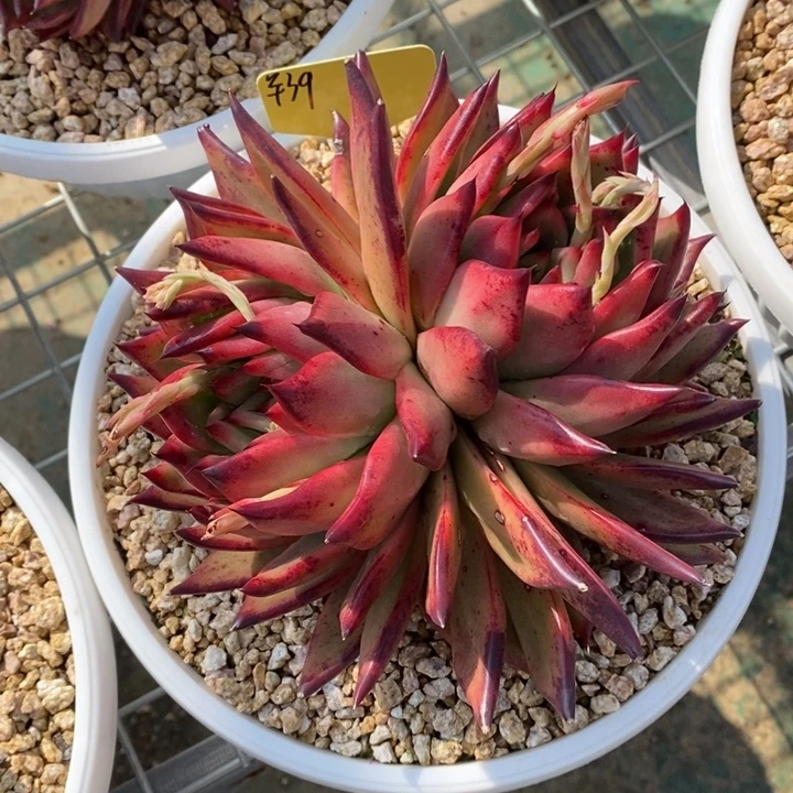 花****熊双头黄金蒙克B-25.2.17