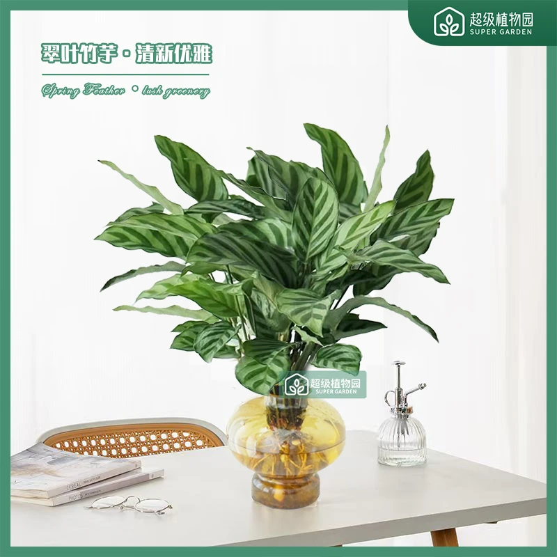 翠叶竹芋水培观叶绿植净化空气吸甲醛四季常青室内客厅盆栽