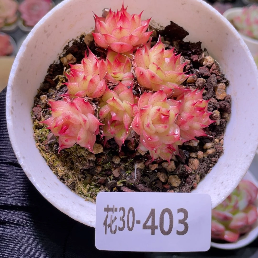 花利美30-403海王