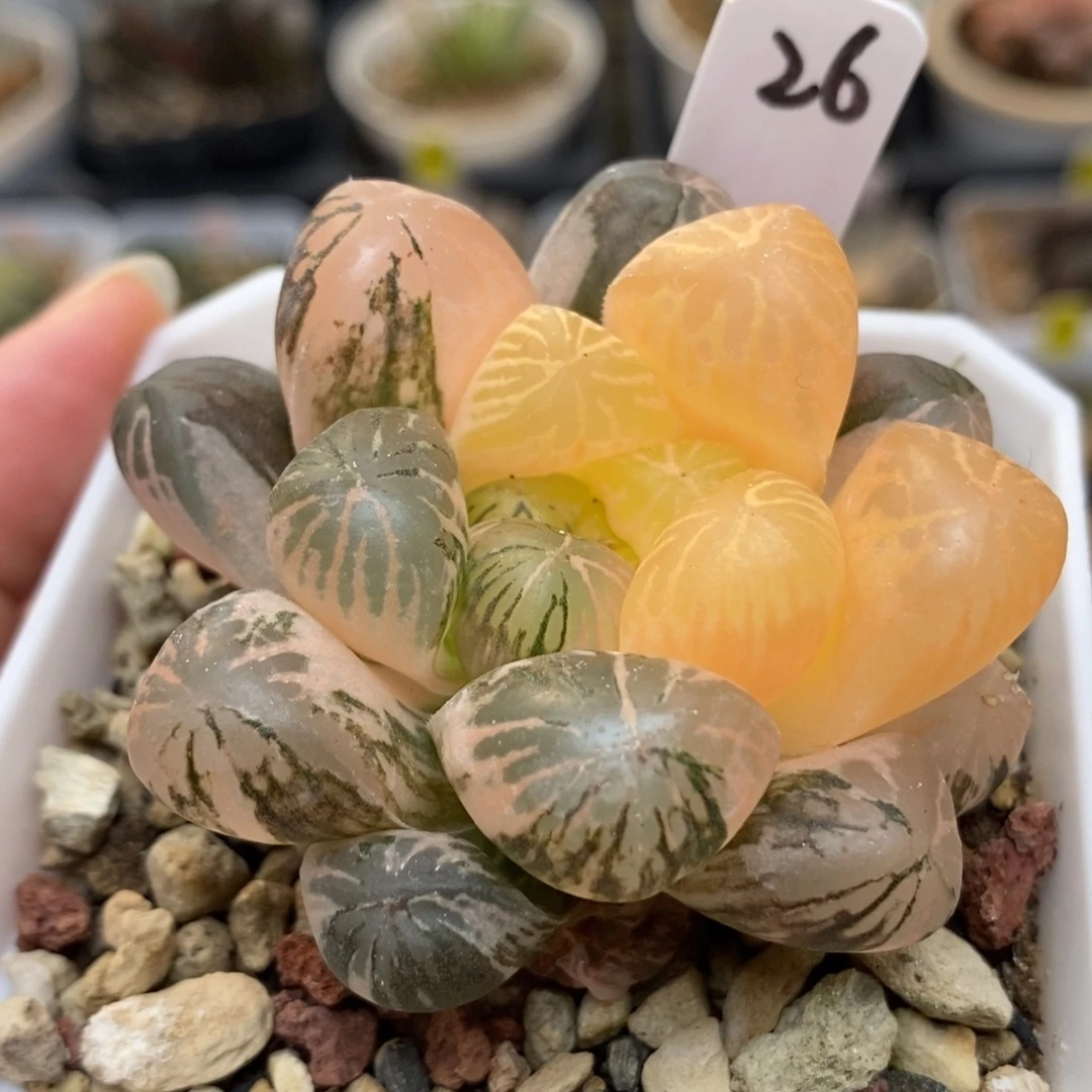 26塑料皮玉露锦一物一拍