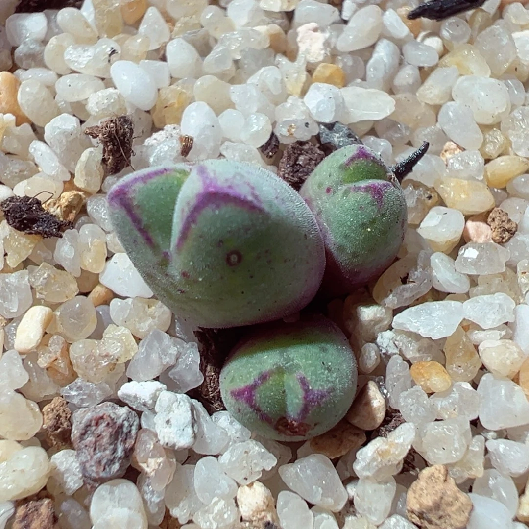 103-396多肉多肉红边猪蹄