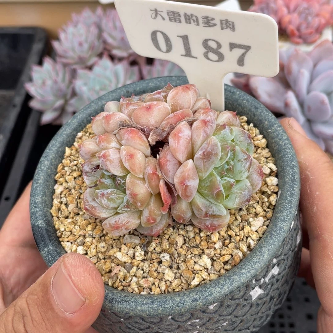 0187冰魄不带盆7厘米