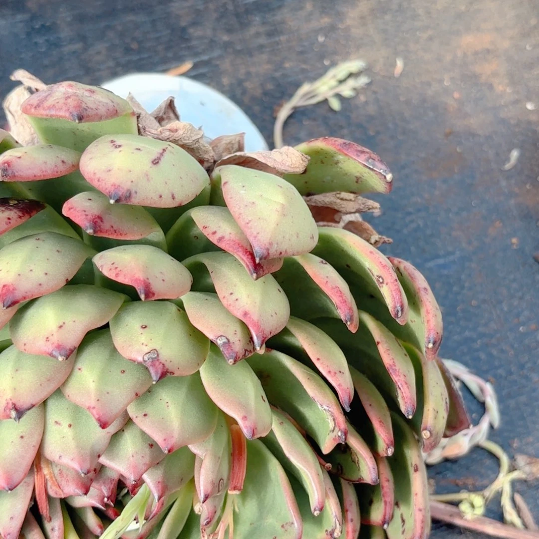 保利安娜。    9.9。