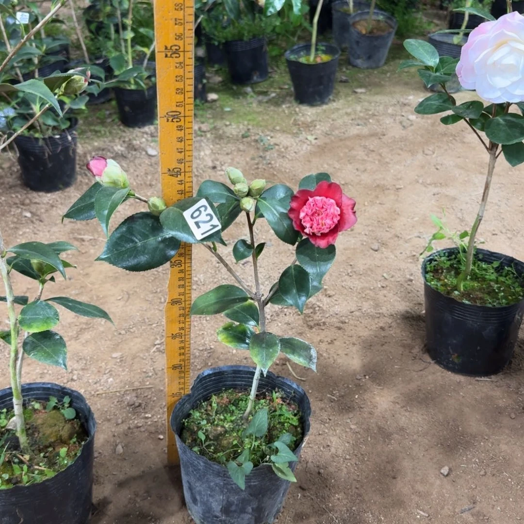 少量花朵（建议范围：2朵-5朵 或40%以下）621口红