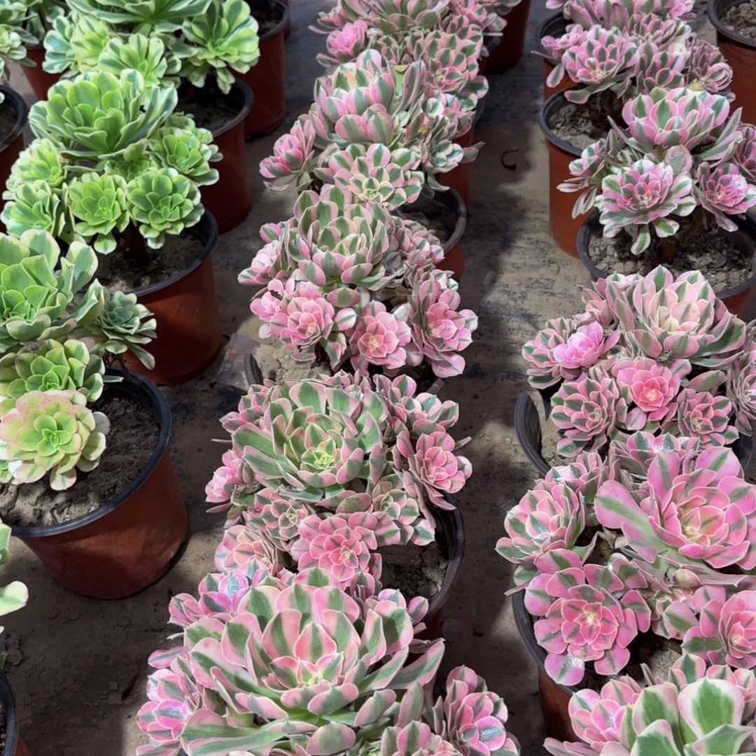 粉女巫手捧9.9多肉植物