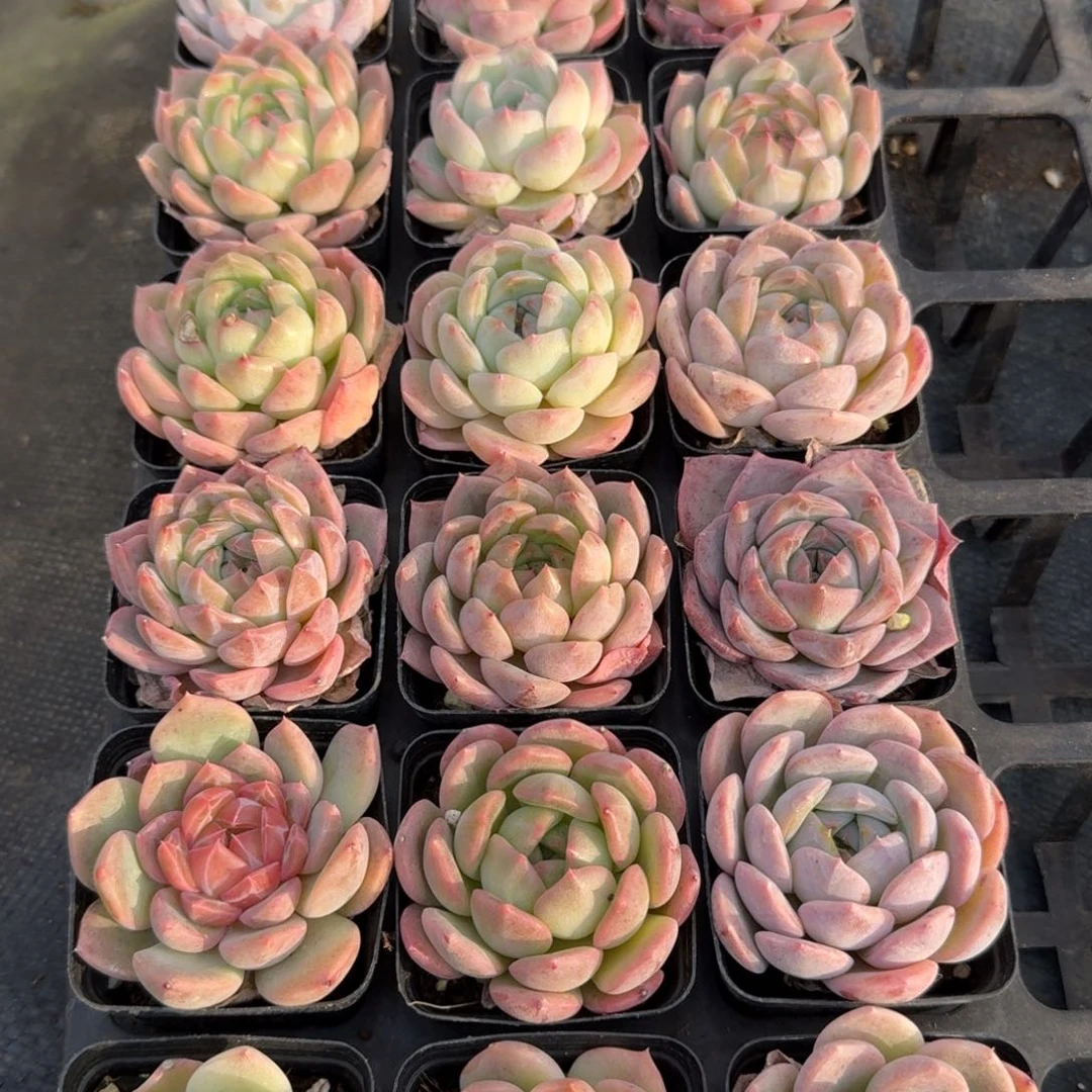 多肉杂交一物一拍12-159